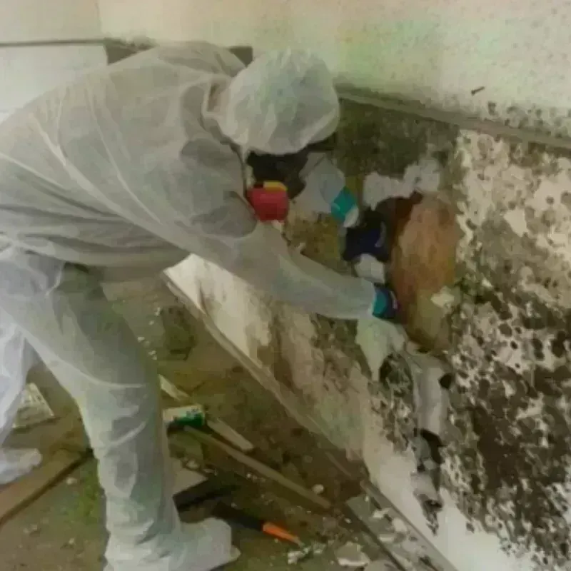 Mold Remediation and Removal in Franklin, ME